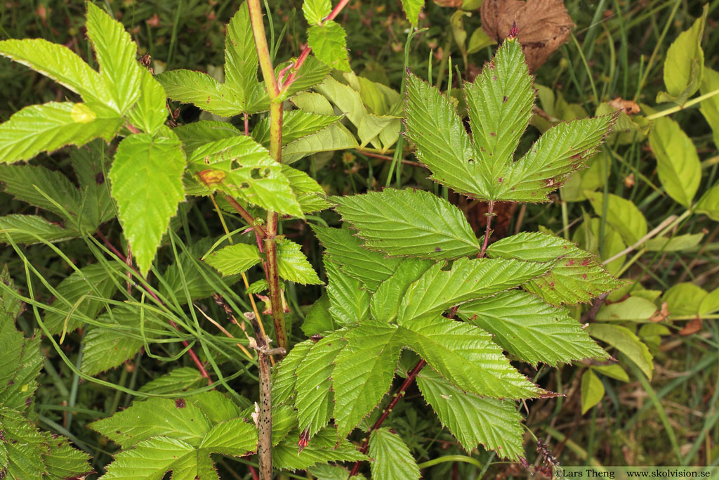 Älggräs, Filipendula ulmaria