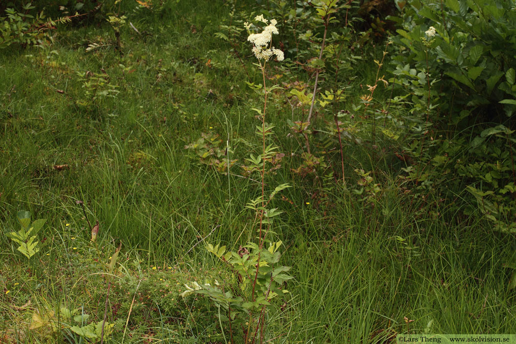 Älggräs, Filipendula ulmaria