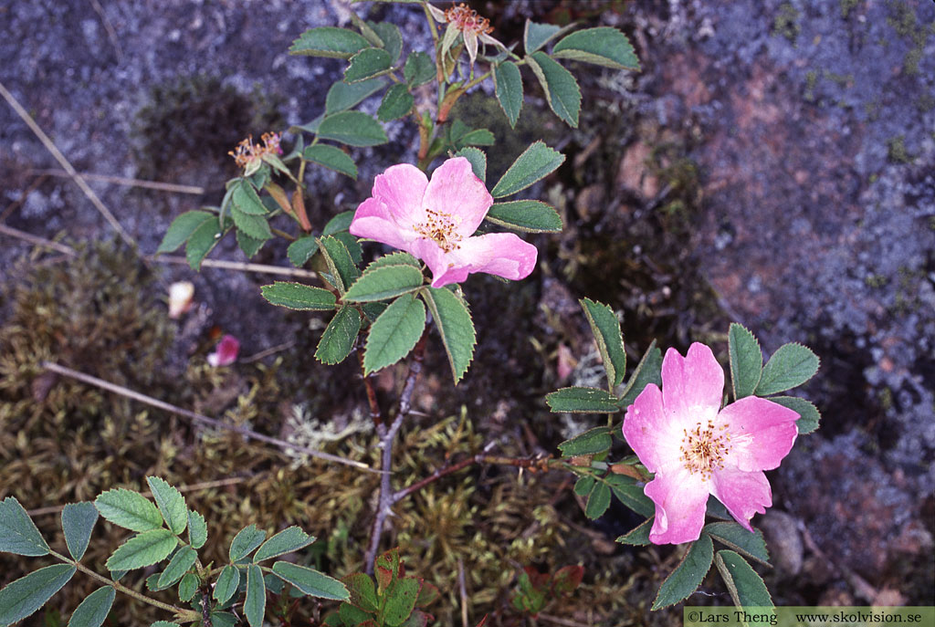 Hartsros, Rosa villosa