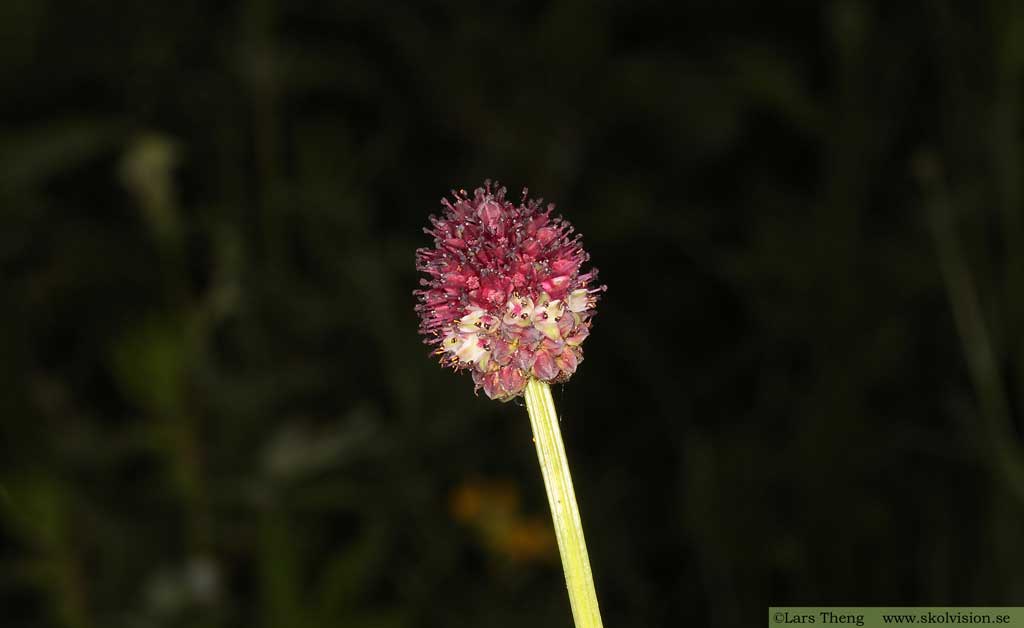 Blodtopp, Sanguisorba officinalis