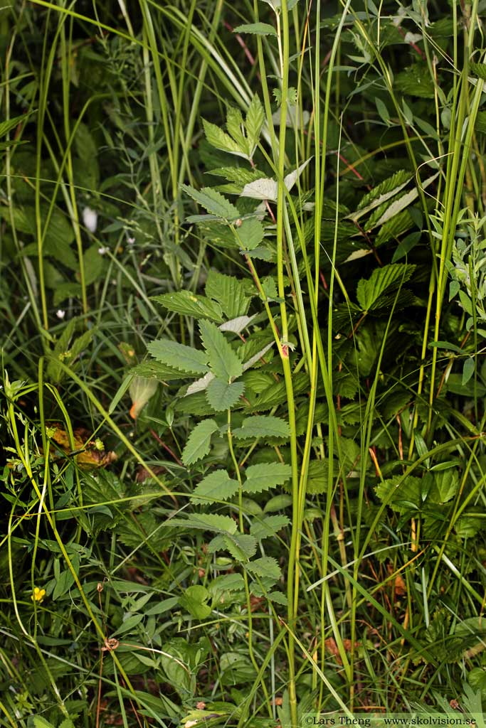 Blodtopp, Sanguisorba officinalis