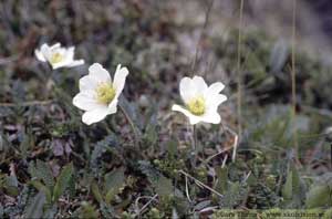 Dryas