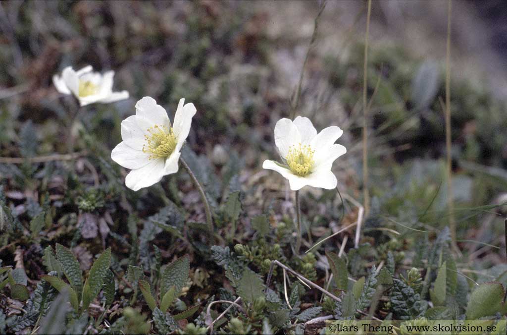 Fjällsippa, Dryas octopetala