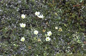 Fjällsippa, Dryas octopetala