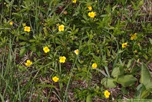 Blodrot, Potentilla erecta