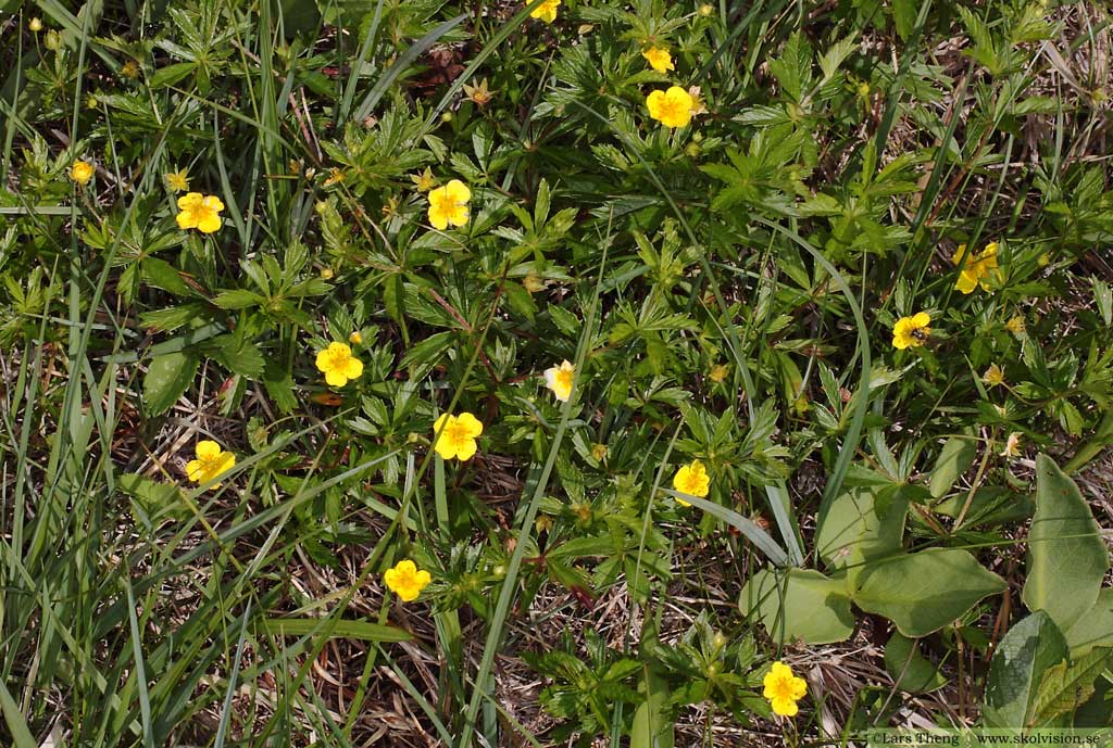 Blodrot, Potentilla erecta