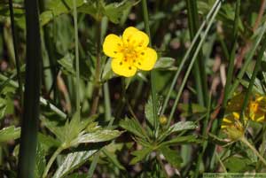 Blodrot, Potentilla erecta