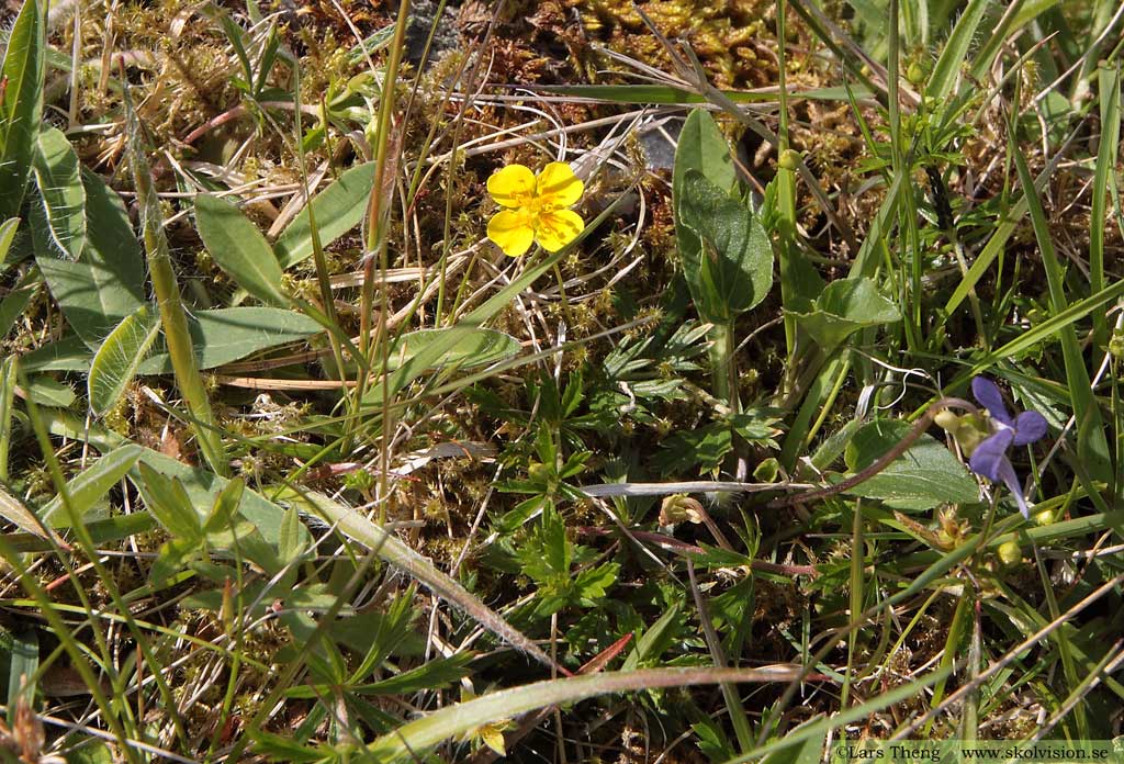 Blodrot, Potentilla erecta