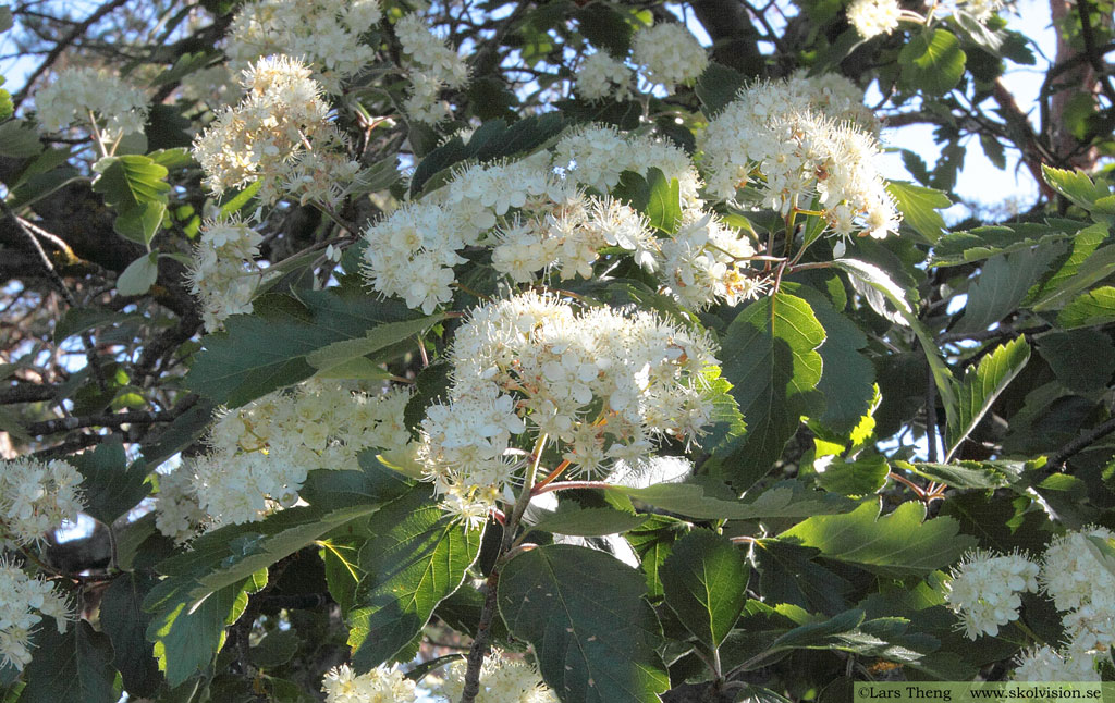 Oxel, Sorbus intermedia