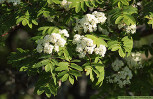 Rönn, Sorbus aucuparia