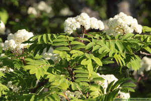 Rönn, Sorbus aucuparia