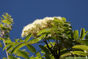 Rönn, Sorbus aucuparia