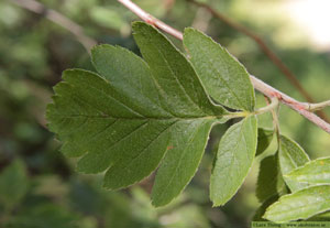 Finnoxel, Sorbus hybrida