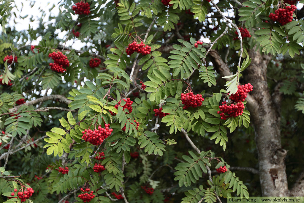 Rönn, Sorbus aucuparia