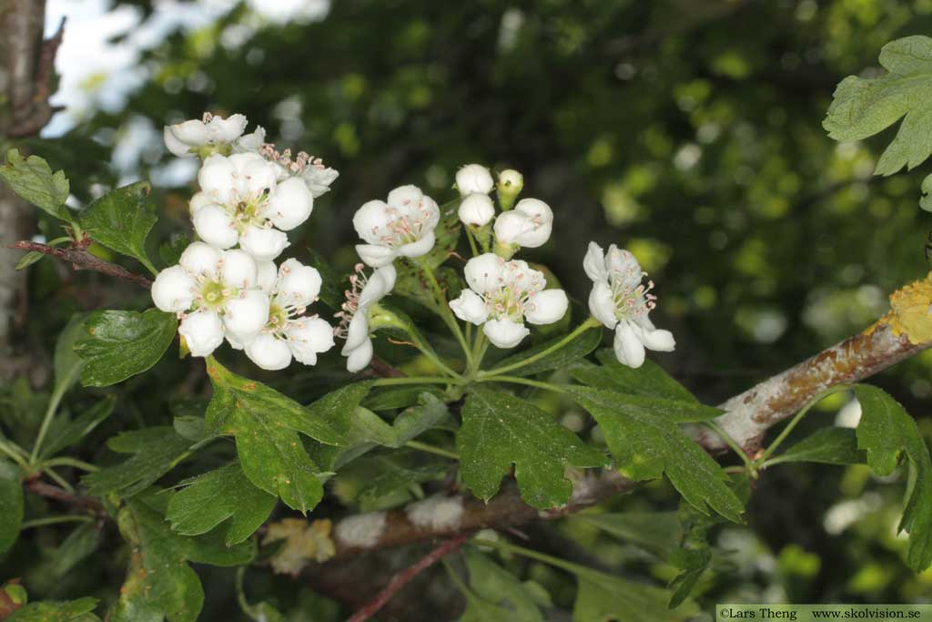 Crataegus monogyna, trubbhagtorn