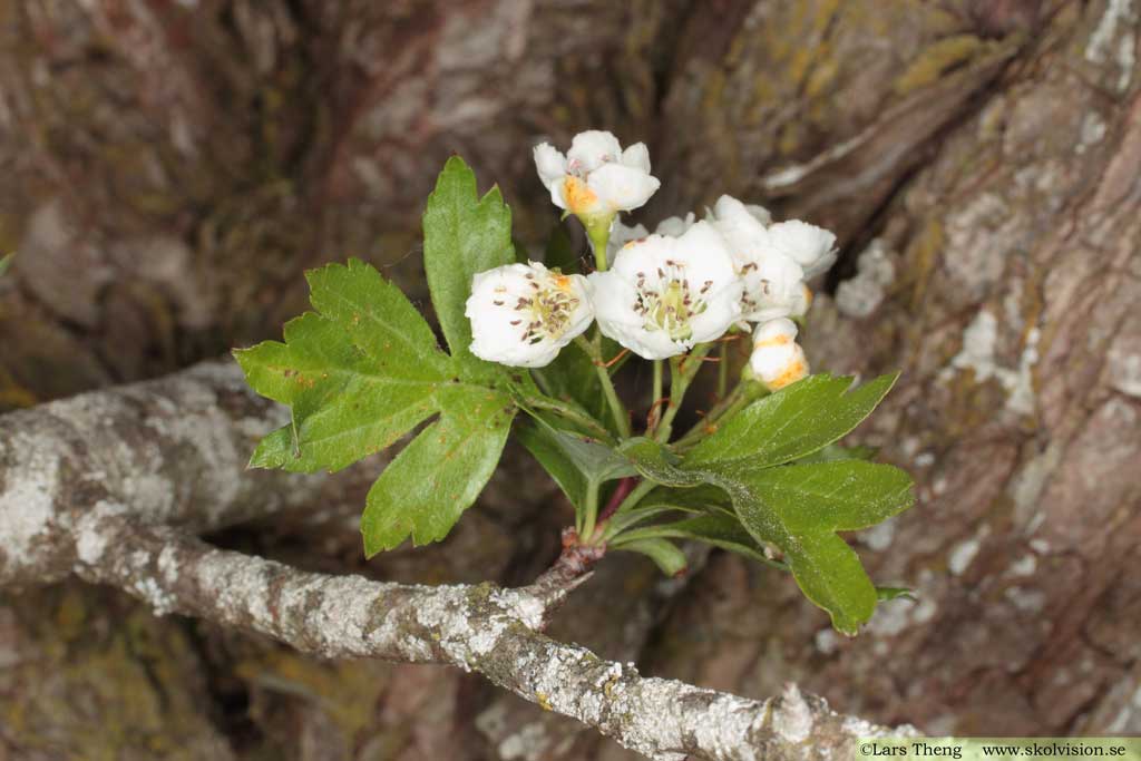 Crataegus monogyna, trubbhagtorn