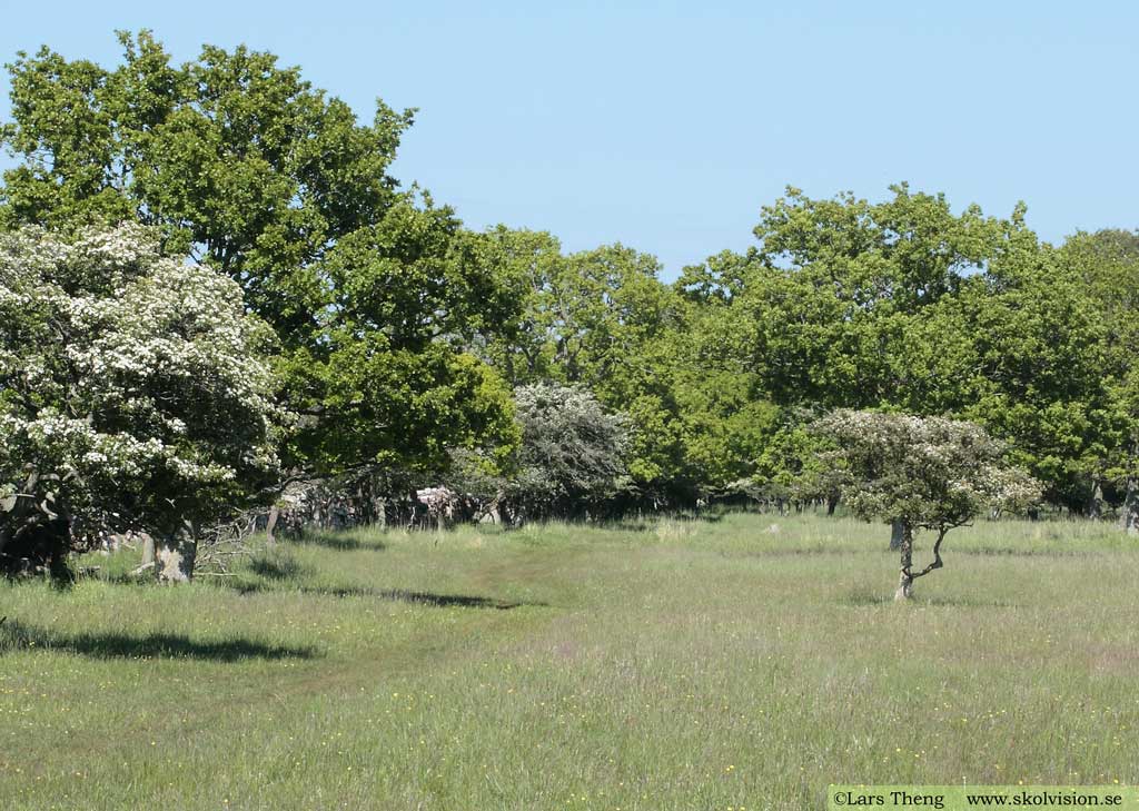 Crataegus laevigata, rundhagtorn