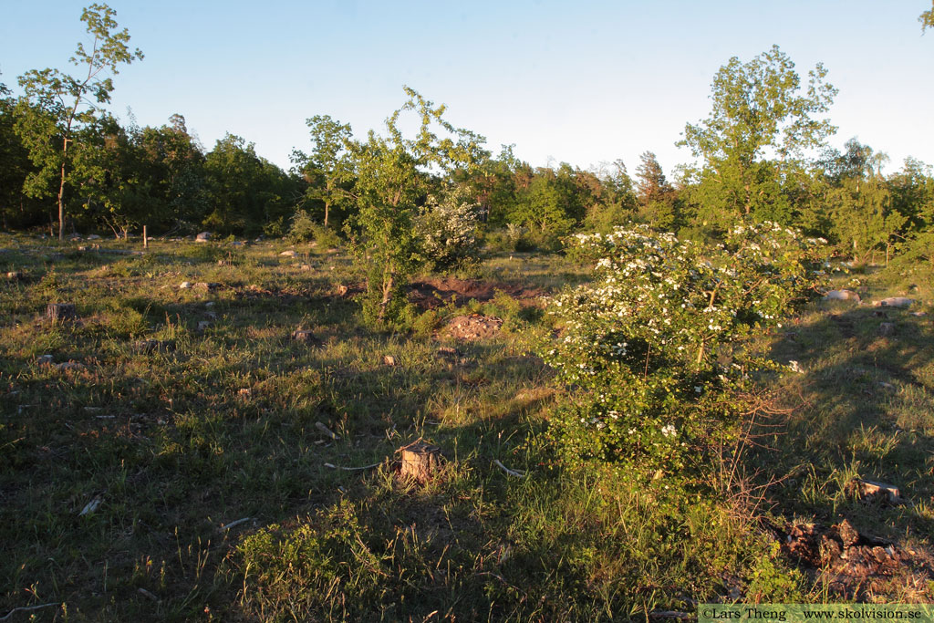 Crataegus laevigata, rundhagtorn