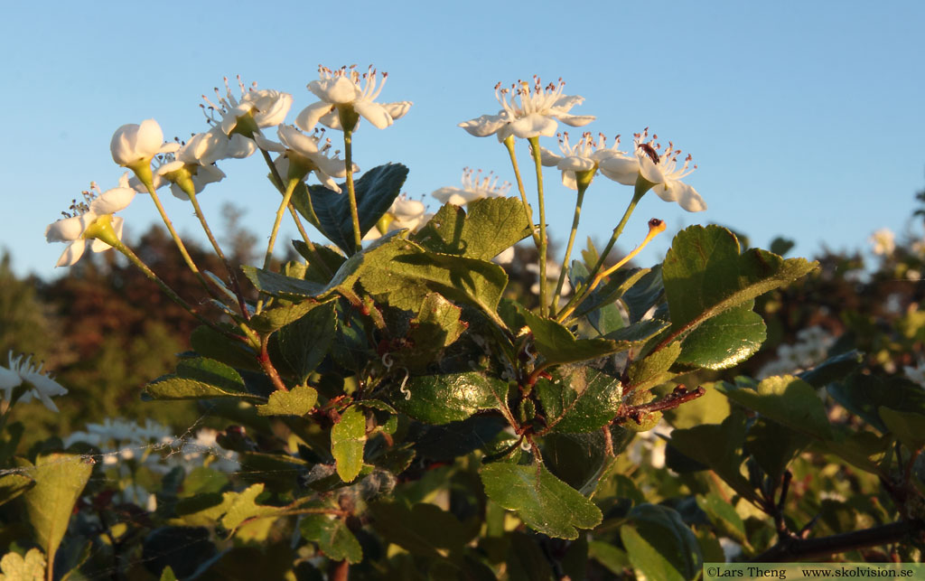 Crataegus laevigata, rundhagtorn