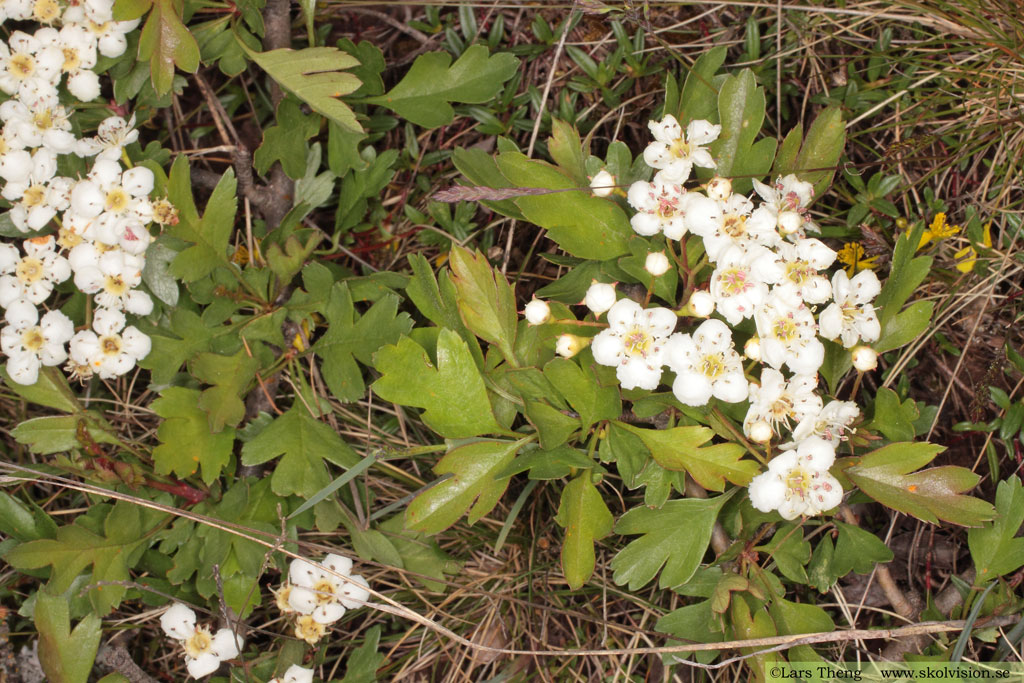 Crataegus monogyna, trubbhagtorn