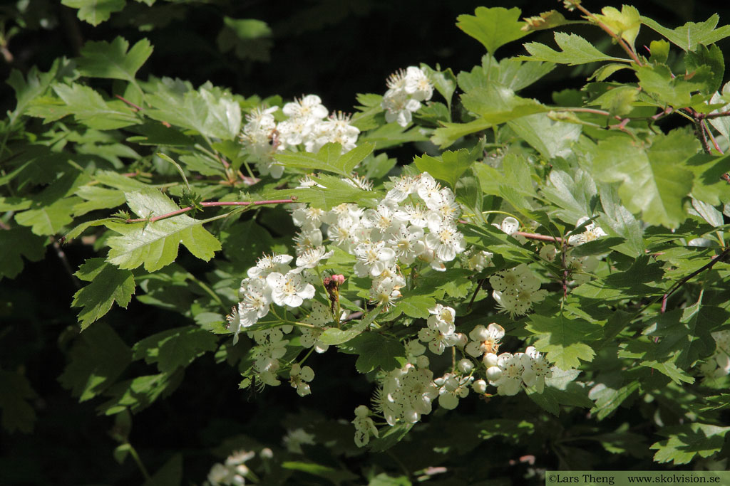 Crataegus monogyna, trubbhagtorn