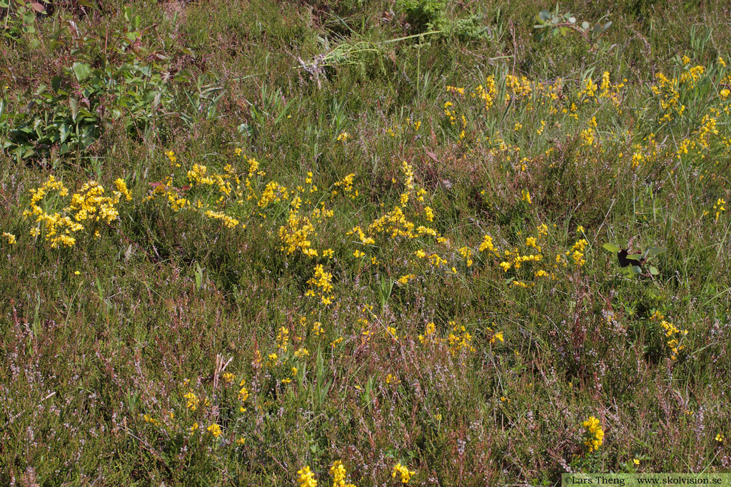 Hårginst, Genista pilosa