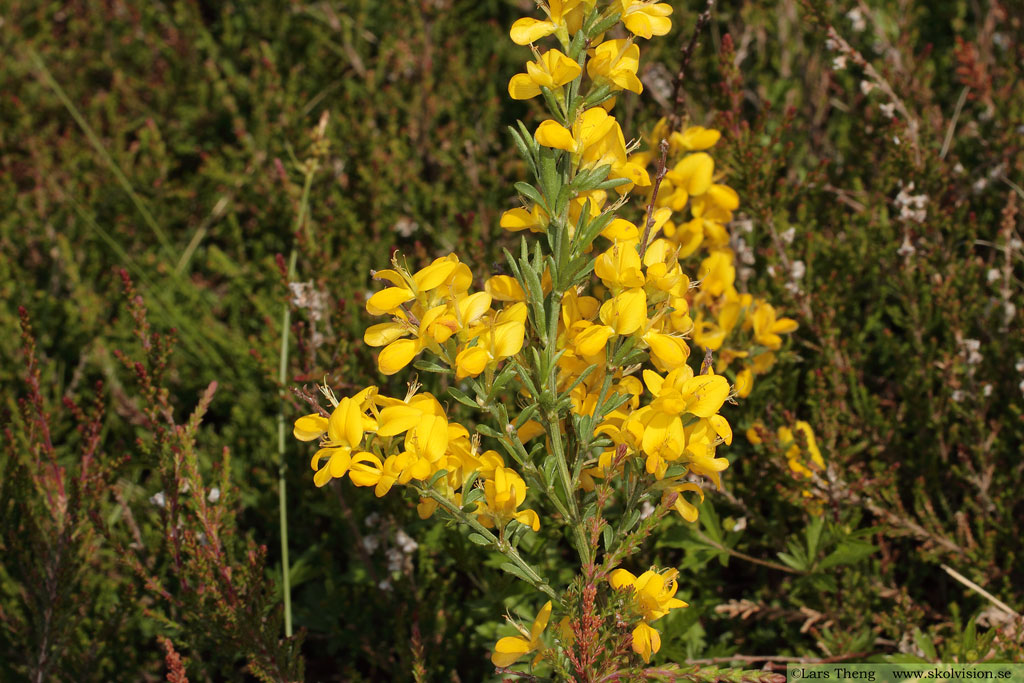 Hårginst, Genista pilosa