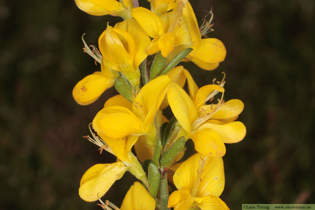 Hårginst, Genista pilosa