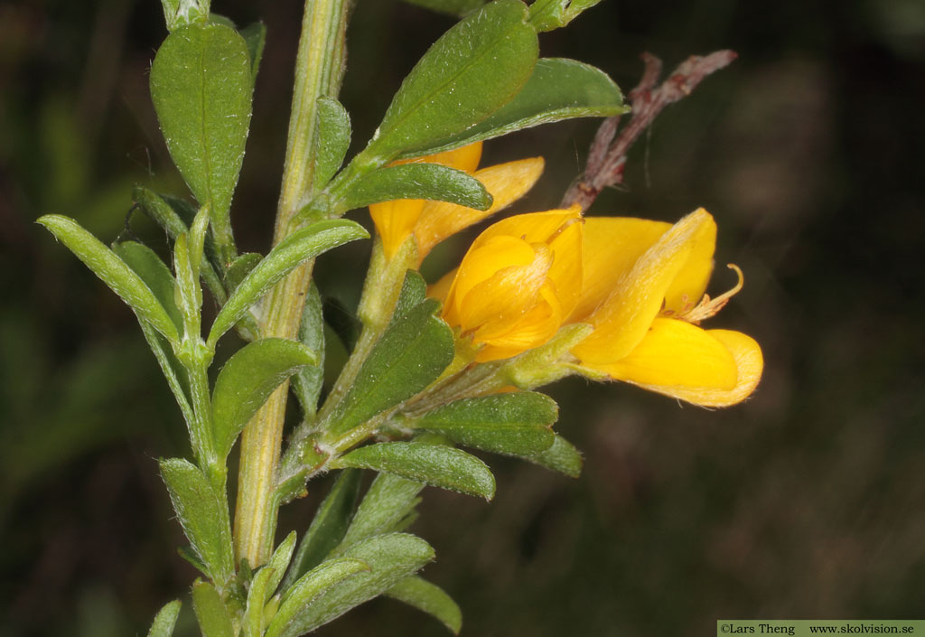 Hårginst, Genista pilosa