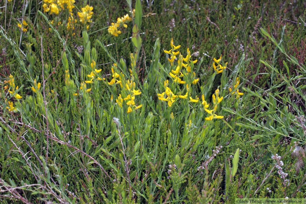 Tysk ginst, Genista germanica