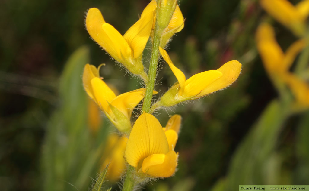 Tysk ginst, Genista germanica