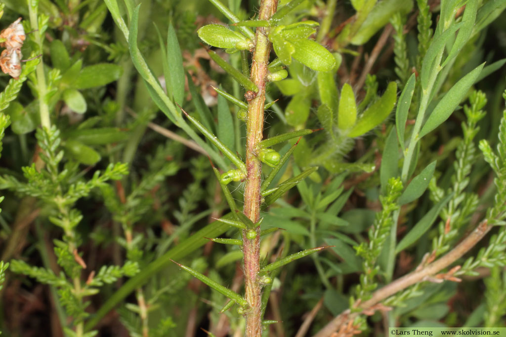 Tysk ginst, Genista germanica