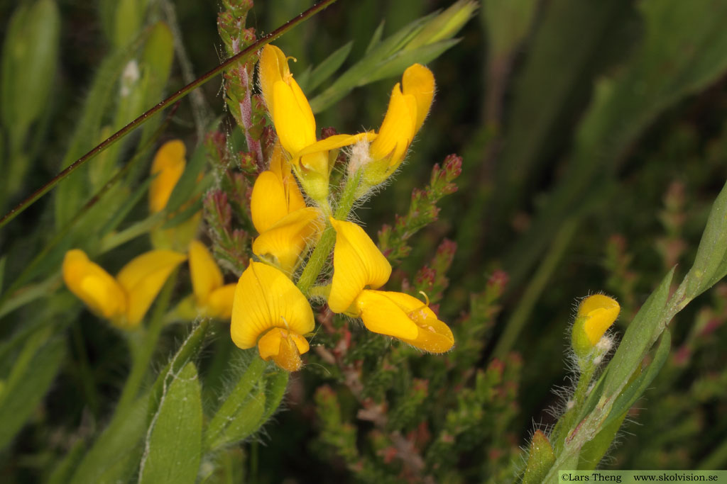 Tysk ginst, Genista germanica