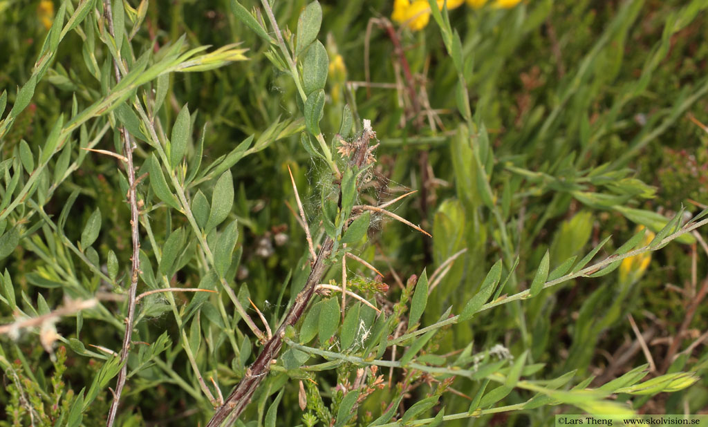 Tysk ginst, Genista germanica