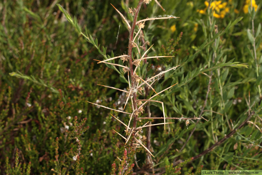 Tysk ginst, Genista germanica