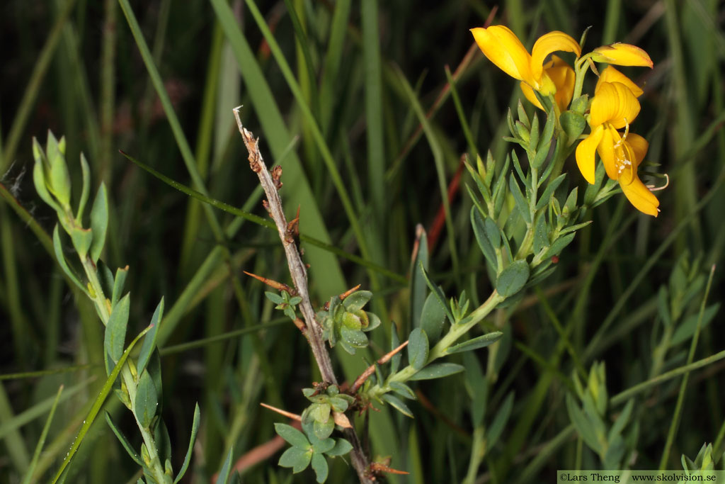 Nålginst, Genista anglica