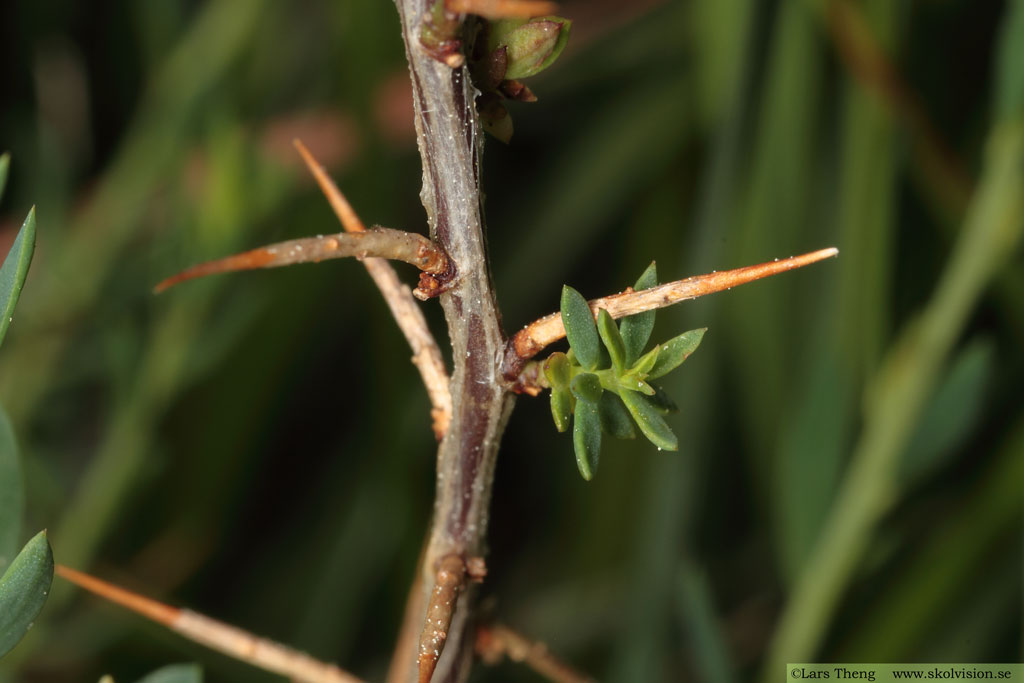 Nålginst, Genista anglica