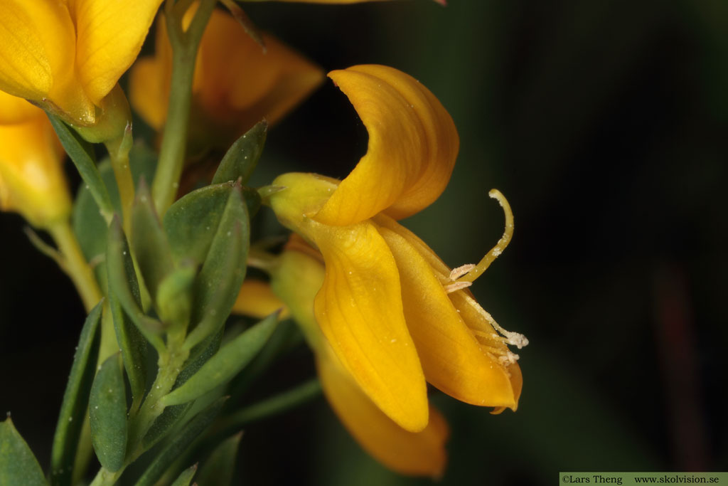Nålginst, Genista anglica