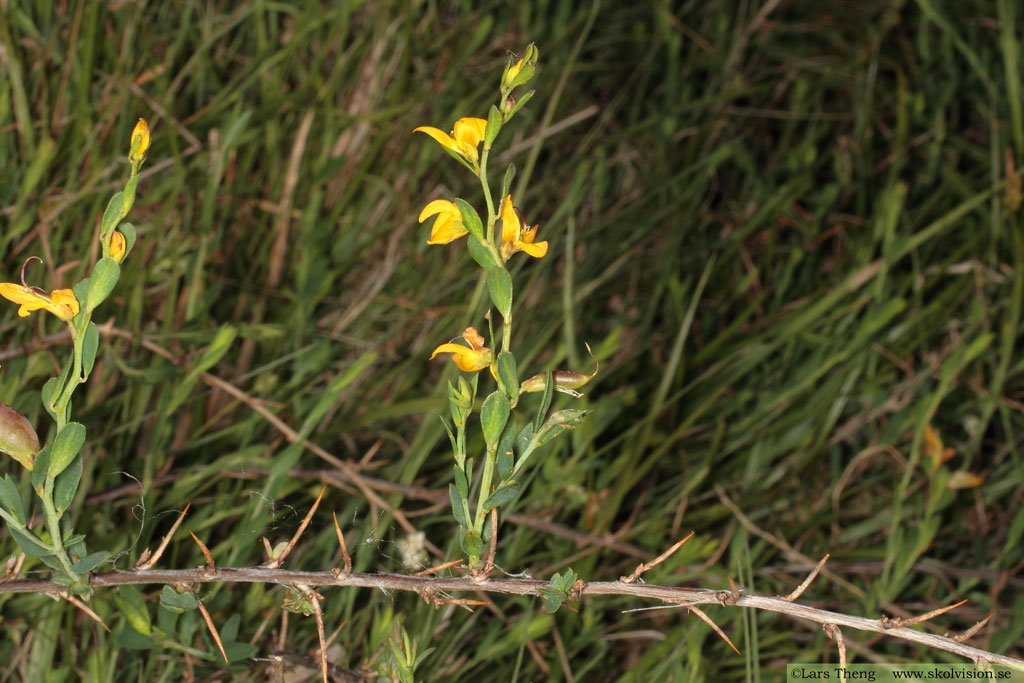 Nålginst, Genista anglica