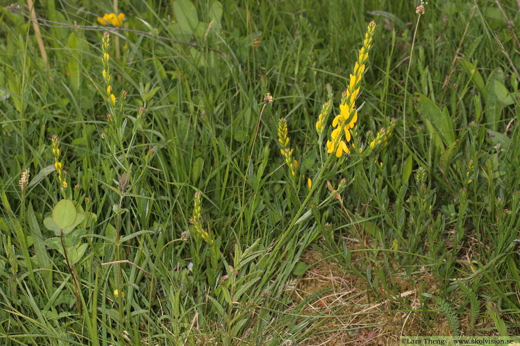 Färgginst, Genista tinctoria