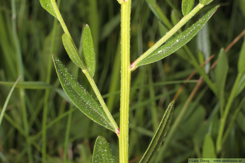 Färgginst, Genista tinctoria