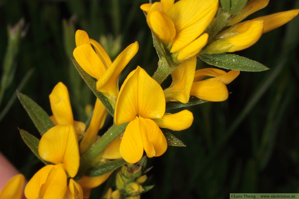 Färgginst, Genista tinctoria