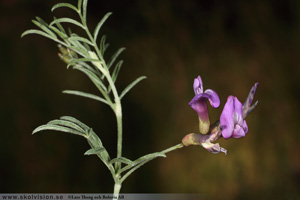 Sandvedel, Astragalus arenarius