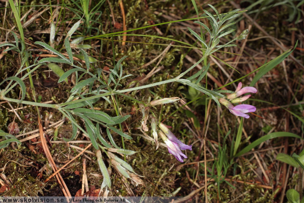 Sandvedel, Astragalus arenarius