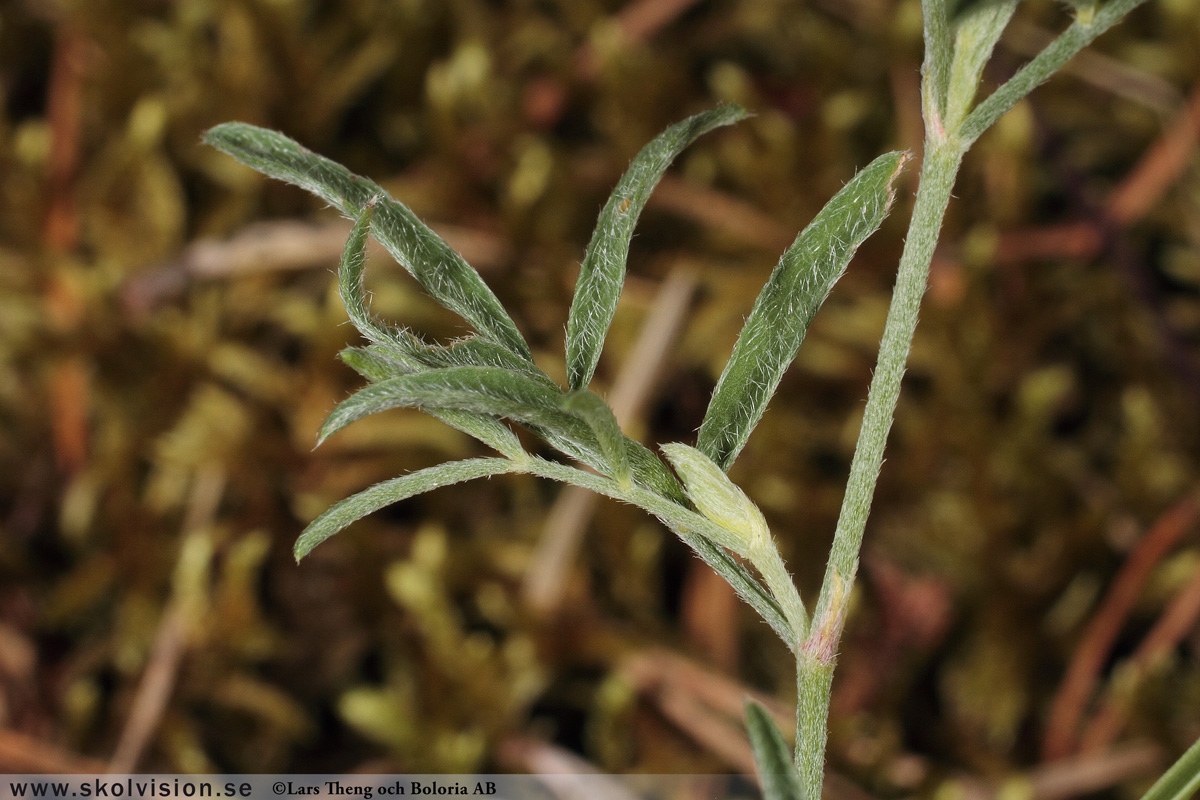 Sandvedel, Astragalus arenarius