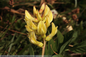 Sötvedel, Astragalus glycyphyllos