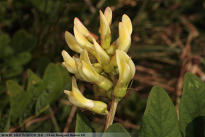 Sötvedel, Astragalus glycyphyllos