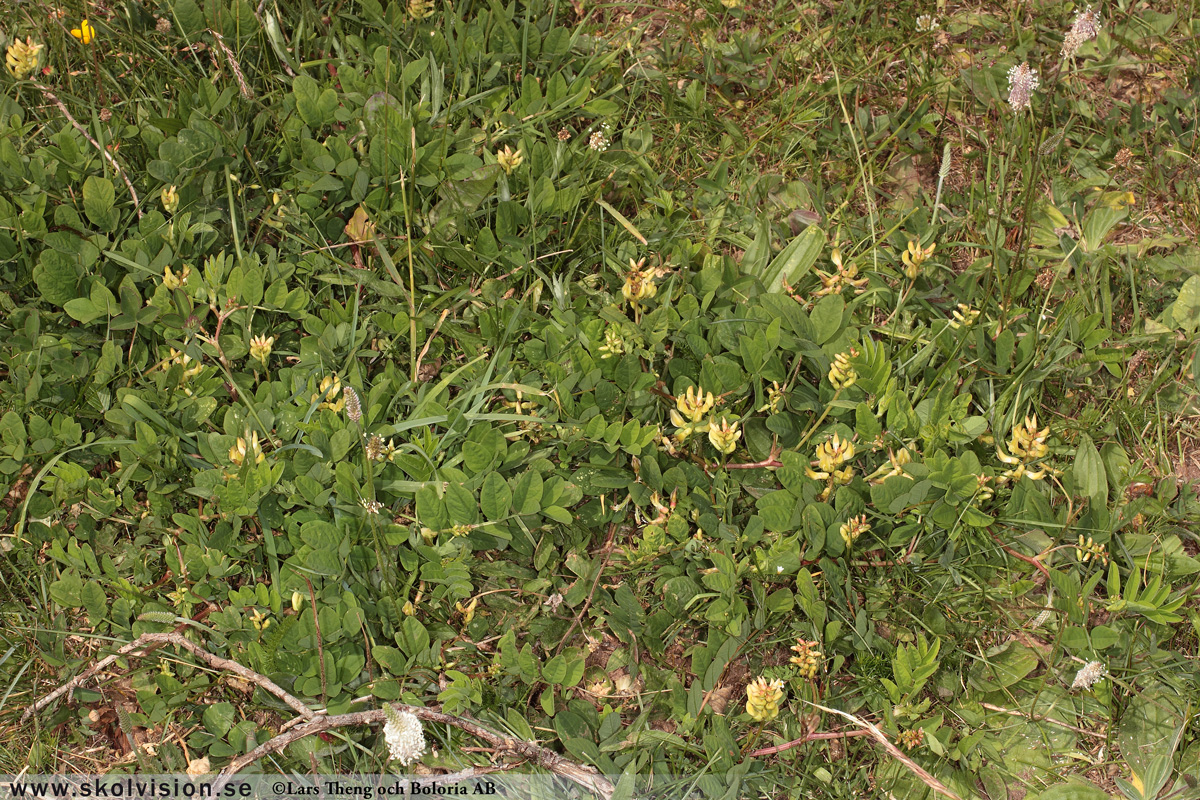 Sötvedel, Astragalus glycyphyllos