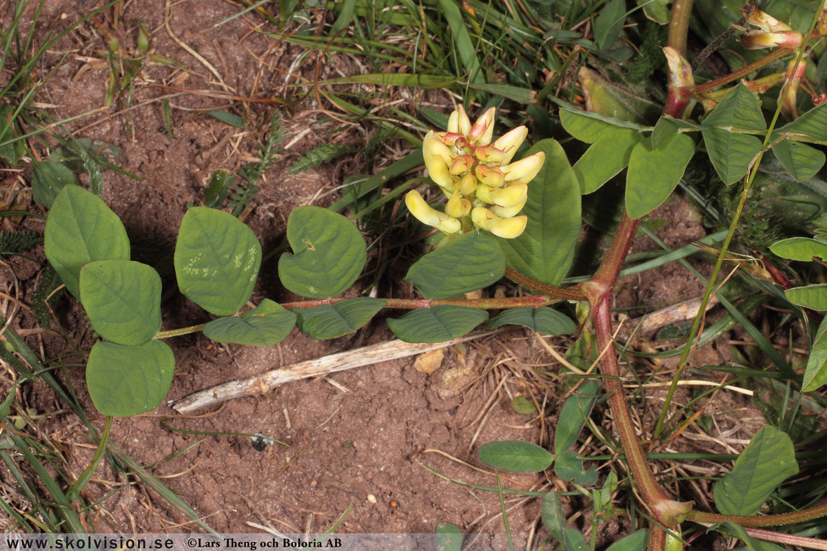 Sötvedel, Astragalus glycyphyllos