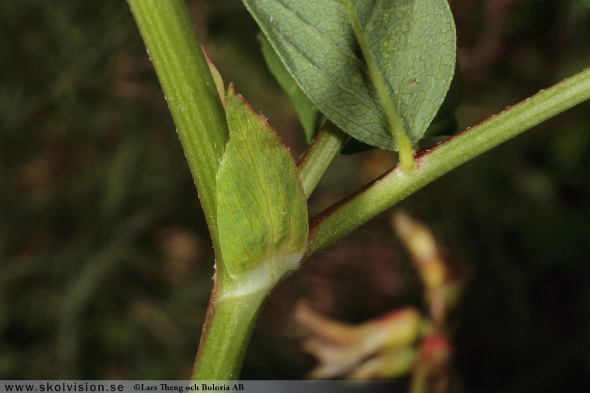 Sötvedel, Astragalus glycyphyllos